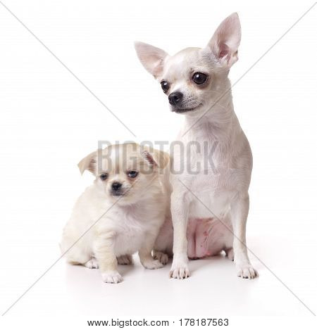 Picture of  Chihuahua dog with her puppy