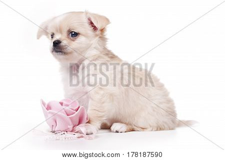 toy terrier puppy isolated on white background