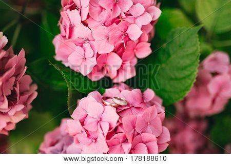 Wedding rings on the hydrangeas. Wedding jewelry