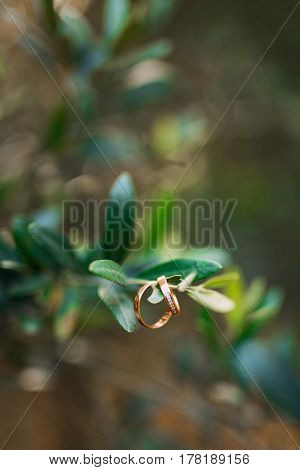 Wedding rings on the olive branch. Wedding jewelry.