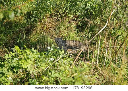 Rabid cat has white-grey color, with a wicked expression.Lying on the grass in autumn.