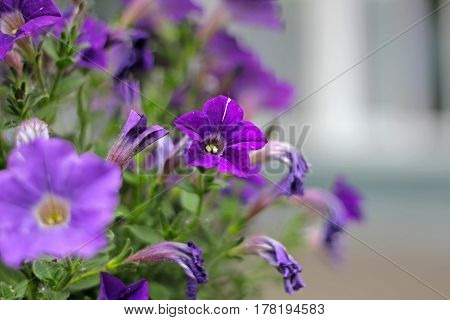 Stunning creeper Ipomoea purpurea, the Purple, Tall, or Common Morning Glory, a species in the genus Ipomoea with purple pink veined blooms is one of the glories of spring and summer.