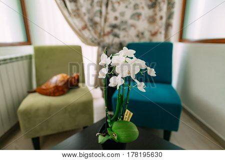 Flowers white orchid, flowers bloom and bloom already.