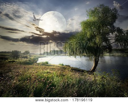 Willow near river and bird under full moon. Elements of this image furnished by NASA