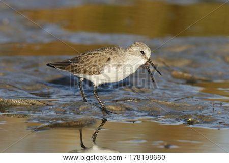 Save
Download Preview
A Semipalmated Sandpiper, Calidris pusilla walking on a mudflat in early morning light