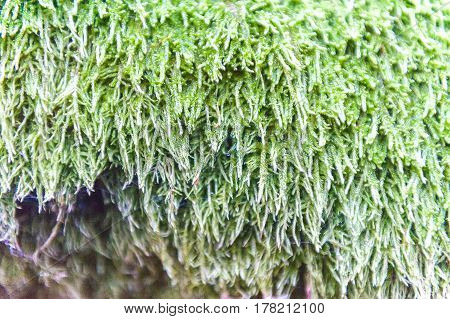 Beautiful green moss in the sunlight, closeup, macro. grows on the tree, beautiful background of moss. place for text. Leaf on , autumn, forest seeds, Nature, Wildlife.