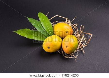 King of fruits; Alphonso yellow Mango fruit duo with stems and green leaf isolated over colourful background, a product of Konkan from Maharashtra - India
