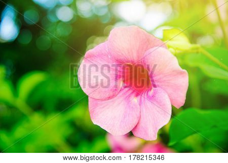 purple allamanda,Allamanda cathartica , golden trumpet, common trumpetvine