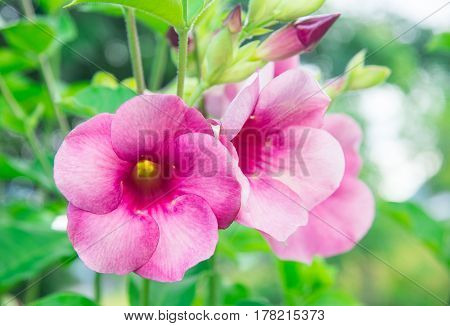 purple allamanda,Allamanda cathartica , golden trumpet, common trumpetvine