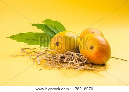 King of fruits; Alphonso yellow Mango fruit duo with stems and green leaf isolated over colourful background, a product of Konkan from Maharashtra - India