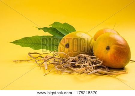 King of fruits; Alphonso yellow Mango fruit duo with stems and green leaf isolated over colourful background, a product of Konkan from Maharashtra - India