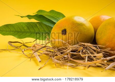 King of fruits; Alphonso yellow Mango fruit duo with stems and green leaf isolated over colourful background, a product of Konkan from Maharashtra - India