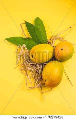 King of fruits; Alphonso yellow Mango fruit duo with stems and green leaf isolated over colourful background, a product of Konkan from Maharashtra - India