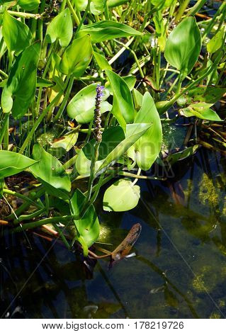 Pickerel weed flowers (Pontederia cordata) bloom in a small, man-made lake in Joliet, Illinois during June.