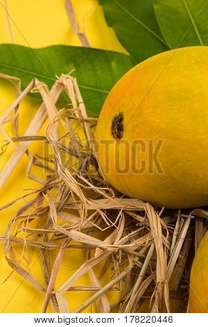 King of fruits; Alphonso yellow Mango fruit duo with stems and green leaf isolated over colourful background, a product of Konkan from Maharashtra - India