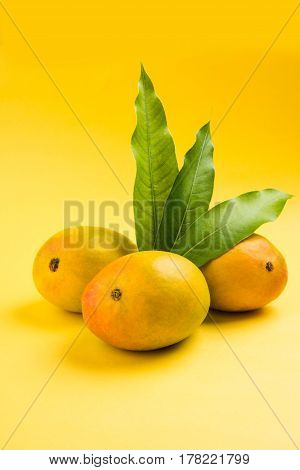King of fruits; Alphonso yellow Mango fruit duo with stems and green leaf isolated over colourful background, a product of Konkan from Maharashtra - India
