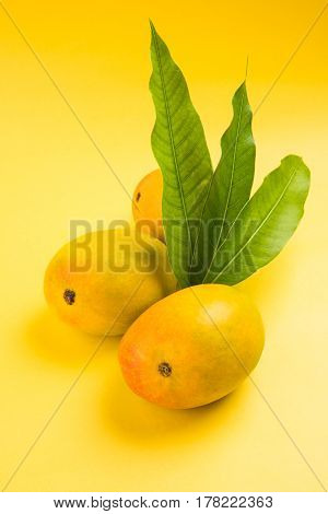 King of fruits; Alphonso yellow Mango fruit duo with stems and green leaf isolated over colourful background, a product of Konkan from Maharashtra - India