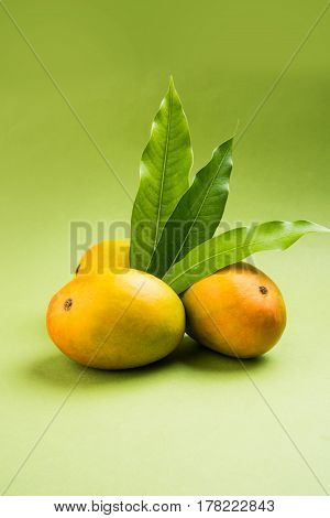 King of fruits; Alphonso yellow Mango fruit duo with stems and green leaf isolated over colourful background, a product of Konkan from Maharashtra - India