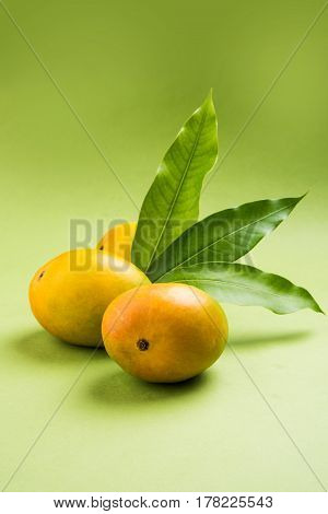 King of fruits; Alphonso yellow Mango fruit duo with stems and green leaf isolated over colourful background, a product of Konkan from Maharashtra - India