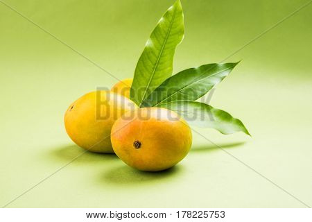 King of fruits; Alphonso yellow Mango fruit duo with stems and green leaf isolated over colourful background, a product of Konkan from Maharashtra - India