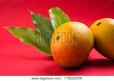King of fruits; Alphonso yellow Mango fruit duo with stems and green leaf isolated over colourful background, a product of Konkan from Maharashtra - India