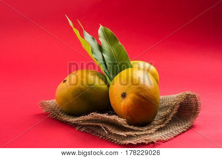 King of fruits; Alphonso yellow Mango fruit duo with stems and green leaf isolated over colourful background, a product of Konkan from Maharashtra - India