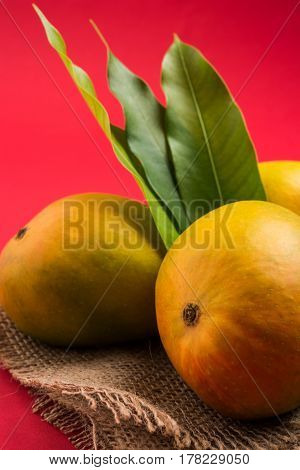 King of fruits; Alphonso yellow Mango fruit duo with stems and green leaf isolated over colourful background, a product of Konkan from Maharashtra - India