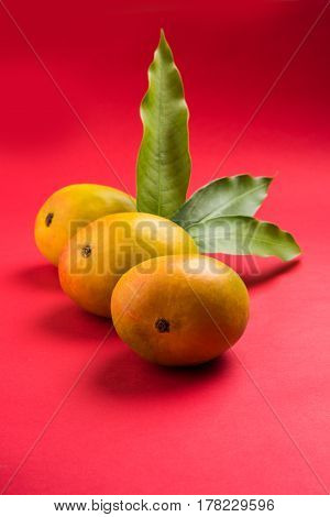 King of fruits; Alphonso yellow Mango fruit duo with stems and green leaf isolated over colourful background, a product of Konkan from Maharashtra - India