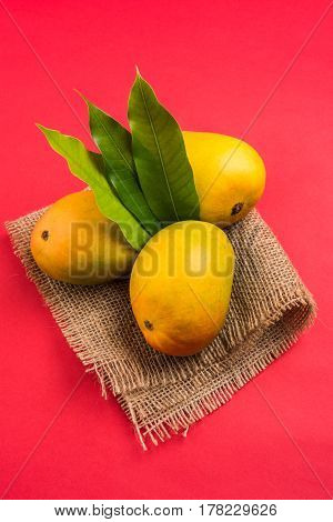 King of fruits; Alphonso yellow Mango fruit duo with stems and green leaf isolated over colourful background, a product of Konkan from Maharashtra - India