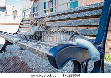 Big tabby cat sitting on sunny bench in Santarcangelo Italy