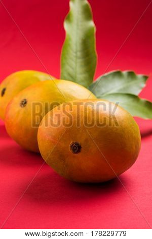 King of fruits; Alphonso yellow Mango fruit duo with stems and green leaf isolated over colourful background, a product of Konkan from Maharashtra - India