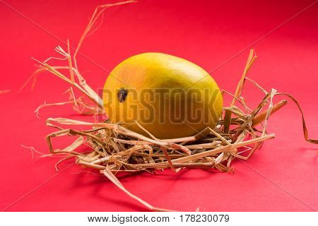 King of fruits; Alphonso yellow Mango fruit duo with stems and green leaf isolated over colourful background, a product of Konkan from Maharashtra - India