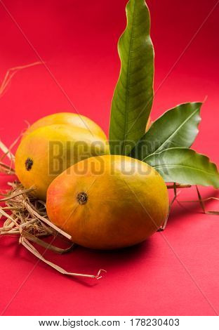 King of fruits; Alphonso yellow Mango fruit duo with stems and green leaf isolated over colourful background, a product of Konkan from Maharashtra - India
