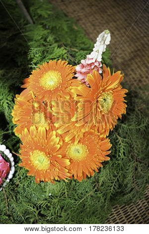 Gerbera jamesonii is a species of flowering plant in the genus Gerbera. It is indigenous to South Eastern Africa and commonly known as the Barberton daisy the Transvaal daisyand as Barbertonse madeliefie in Afrikaans. This plant produces tall colorful flo