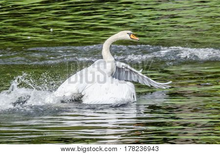 White Swan floats on the pond water and flaps its wings