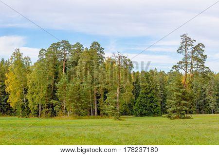 Group of pine trees in a forest glade on the background of autumn forest and blue sky with clouds