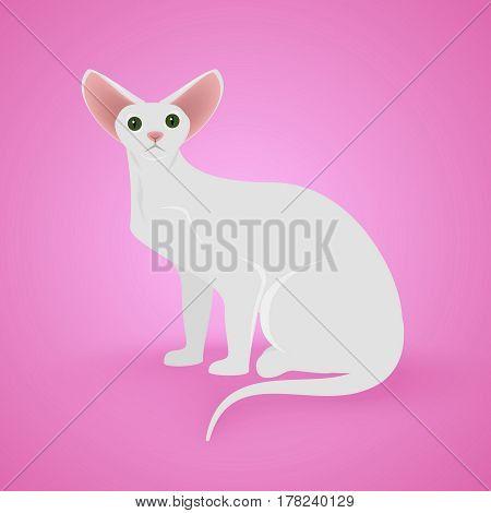 White Sitting Cat on pinck background. Vector Illustration.