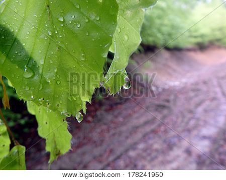 water drop on beech leaves , green background,