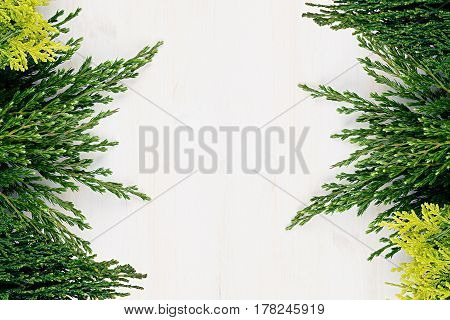 Frech background of young green conifer branches as border with copy space on white wooden board background.