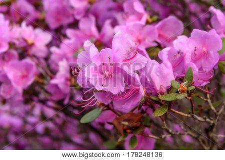 Beautiful delicate floral background with magenta flowers Ledebur rhododendron with drops of water after rain