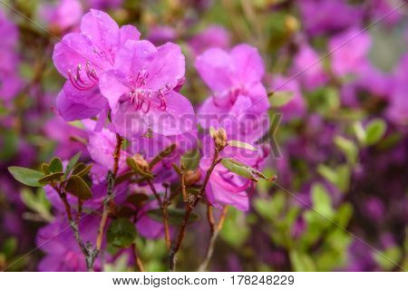 Beautiful delicate floral background with magenta flowers Ledebur rhododendron with drops of water after rain