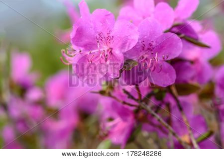 Beautiful delicate floral background with magenta flowers Ledebur rhododendron with drops of water after rain