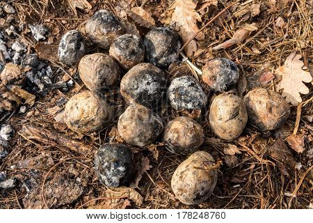 Potatoes Cooked In The Wood. Baked Potatoes.