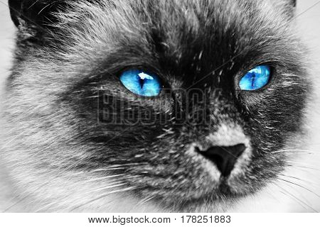 Black and white cat with blue eyes