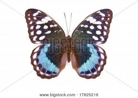 Farfalla blu e bianco nero lessie Satrapes Isolated On White Background