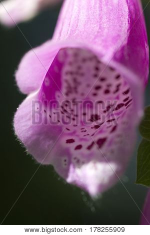 Fingerhut digitalis foxglove rosa pink lila rose purple Blume Flower Pflanze plant