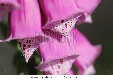 Fingerhut digitalis foxglove rosa pink lila rose purple Blume Flower Pflanze plant