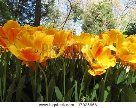 gelber Tulpen
