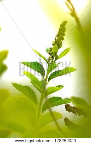 Wild plant in the sun on isolated background. Beautiful greenery nature macro green spikelet in grasses.