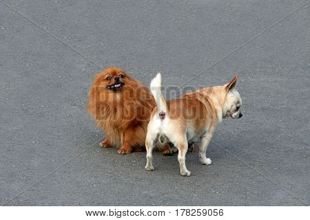 Decorative small dogs do set up a connection while walking. Ascertain respect doggy found funny. Pug and Pomeranian met and get acquainted.